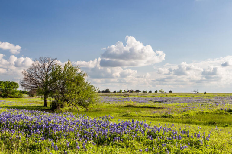 What You Need to Know About Texas Land Loans